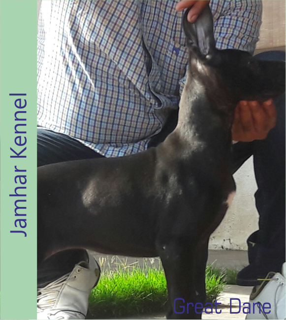 Great Dane